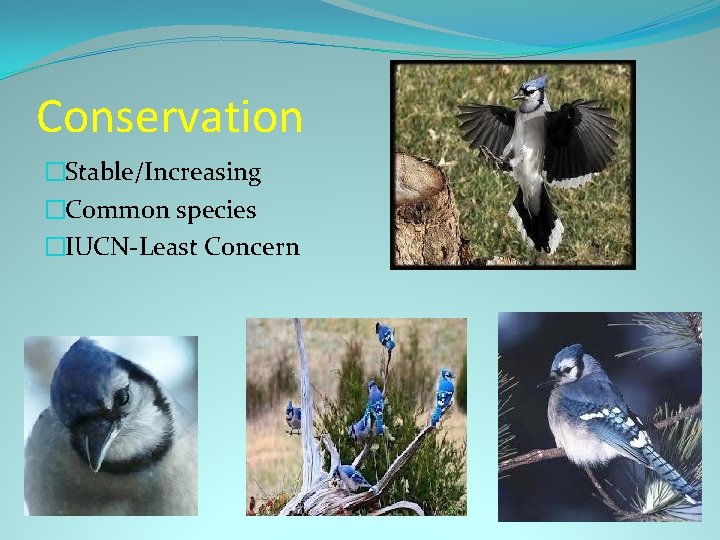 Conservation �Stable/Increasing �Common species �IUCN-Least Concern 