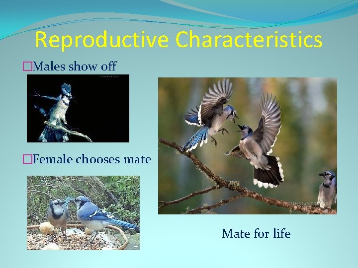 Reproductive Characteristics �Males show off �Female chooses mate Mate for life 
