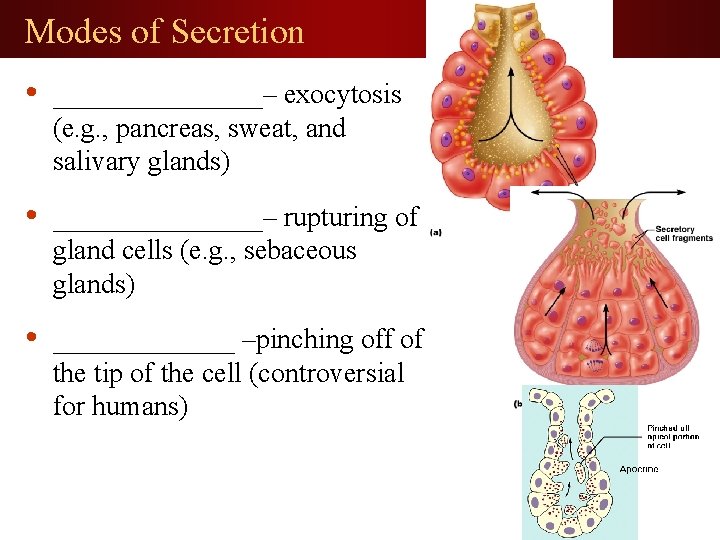Modes of Secretion • ________– exocytosis (e. g. , pancreas, sweat, and salivary glands)