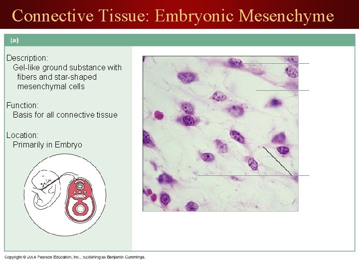 Connective Tissue: Embryonic Mesenchyme Description: Gel-like ground substance with fibers and star-shaped mesenchymal cells