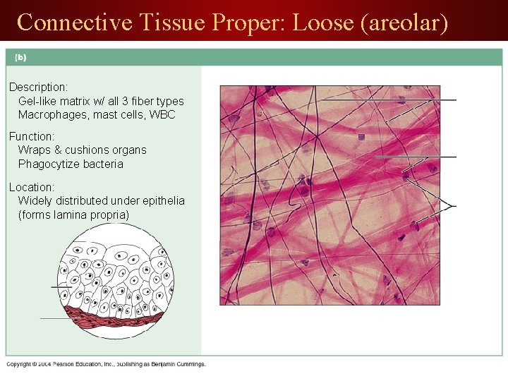 Connective Tissue Proper: Loose (areolar) Description: Gel-like matrix w/ all 3 fiber types Macrophages,