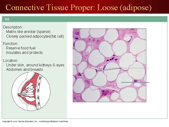 Connective Tissue Proper: Loose (adipose) Description: Matrix like areolar (sparse) Closely packed adipocytes(fat cell)