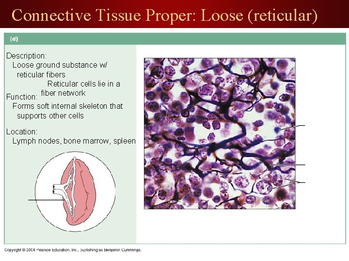 Connective Tissue Proper: Loose (reticular) Description: Loose ground substance w/ reticular fibers Reticular cells
