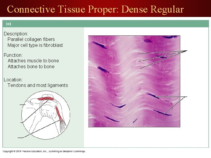 Connective Tissue Proper: Dense Regular Description: Parallel collagen fibers Major cell type is fibroblast