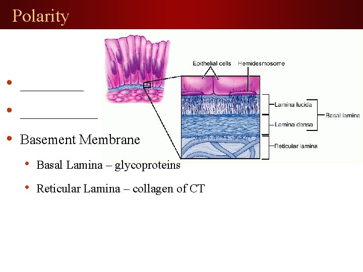 Polarity • ___________ • Basement Membrane • Basal Lamina – glycoproteins • Reticular Lamina