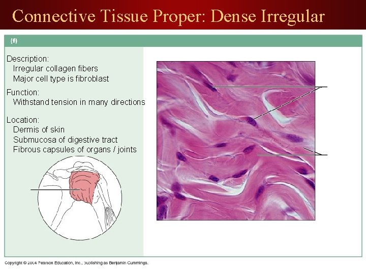 Connective Tissue Proper: Dense Irregular Description: Irregular collagen fibers Major cell type is fibroblast