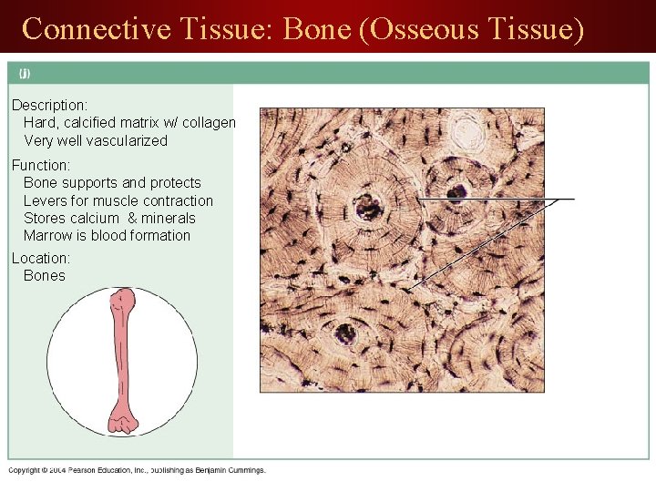 Connective Tissue: Bone (Osseous Tissue) Description: Hard, calcified matrix w/ collagen Very well vascularized