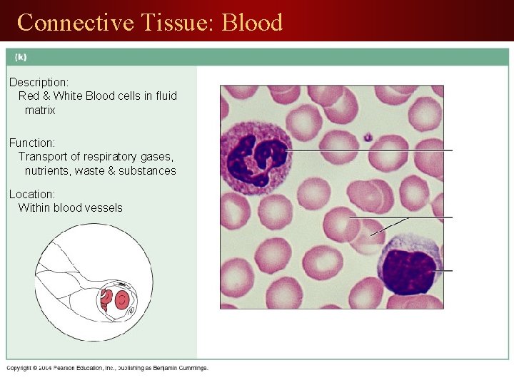 Connective Tissue: Blood Description: Red & White Blood cells in fluid matrix Function: Transport