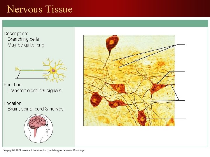 Nervous Tissue Description: Branching cells May be quite long Function: Transmit electrical signals Location: