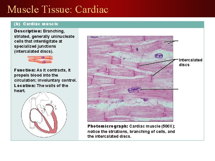 Muscle Tissue: Cardiac (b) Cardiac muscle Description: Branching, striated, generally uninucleate cells that interdigitate