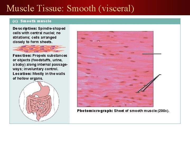 Muscle Tissue: Smooth (visceral) (c) Smooth muscle Description: Spindle-shaped cells with central nuclei; no
