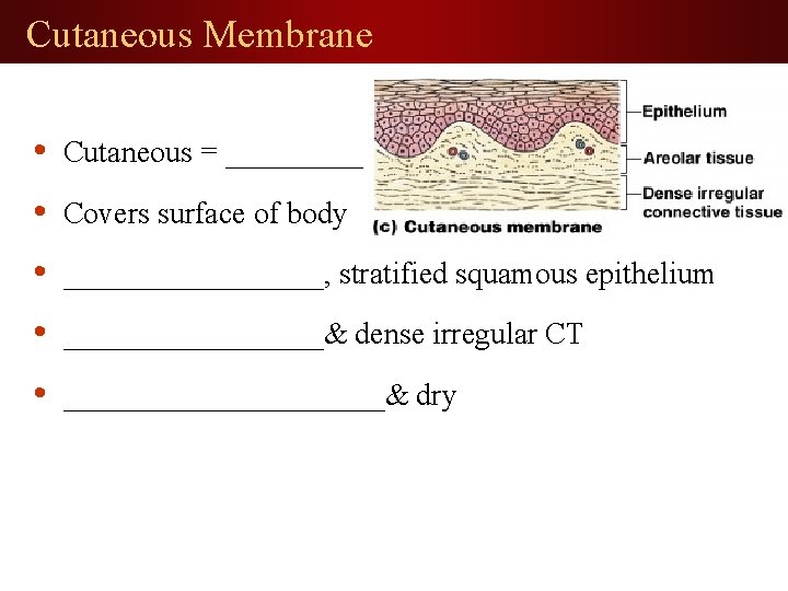 Cutaneous Membrane • Cutaneous = _____ • Covers surface of body • _________, stratified