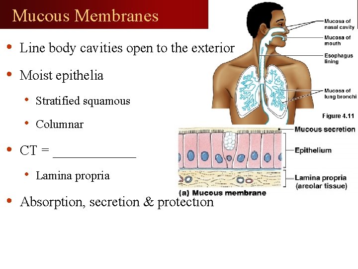 Mucous Membranes • Line body cavities open to the exterior • Moist epithelia •