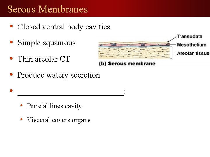 Serous Membranes • Closed ventral body cavities • Simple squamous • Thin areolar CT