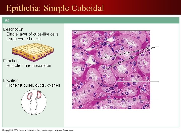 Epithelia: Simple Cuboidal Description: Single layer of cube-like cells Large central nuclei Function: Secretion
