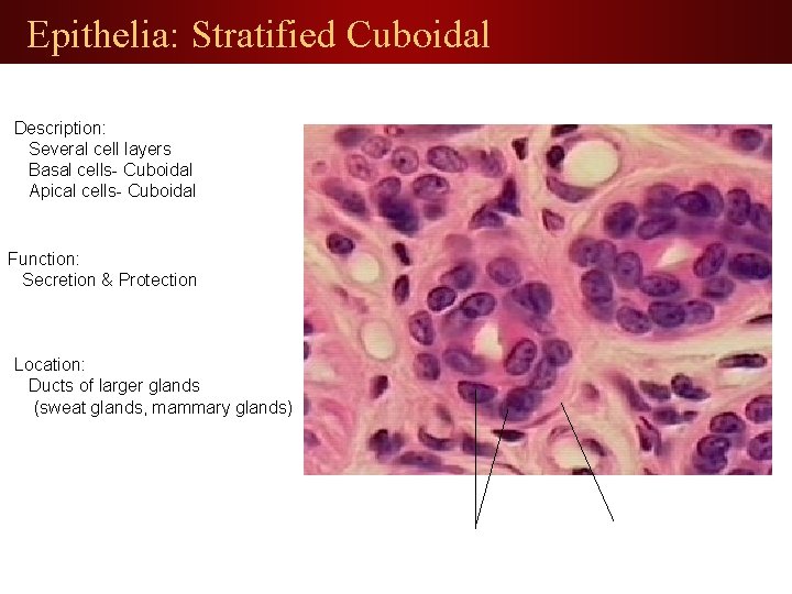 Epithelia: Stratified Cuboidal Description: Several cell layers Basal cells- Cuboidal Apical cells- Cuboidal Function: