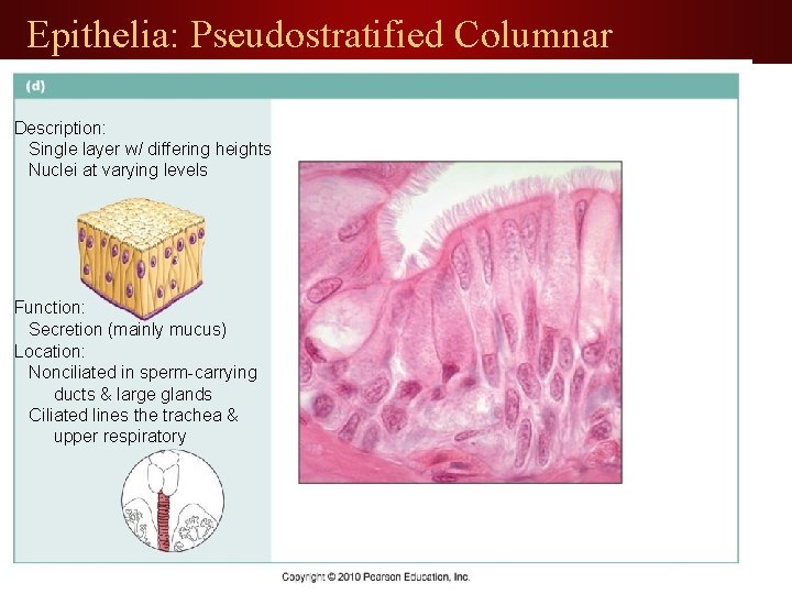 Epithelia: Pseudostratified Columnar Description: Single layer w/ differing heights Nuclei at varying levels Function: