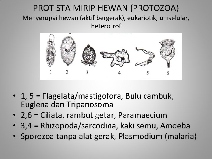 PROTISTA MIRIP HEWAN (PROTOZOA) Menyerupai hewan (aktif bergerak), eukariotik, uniselular, heterotrof • 1, 5