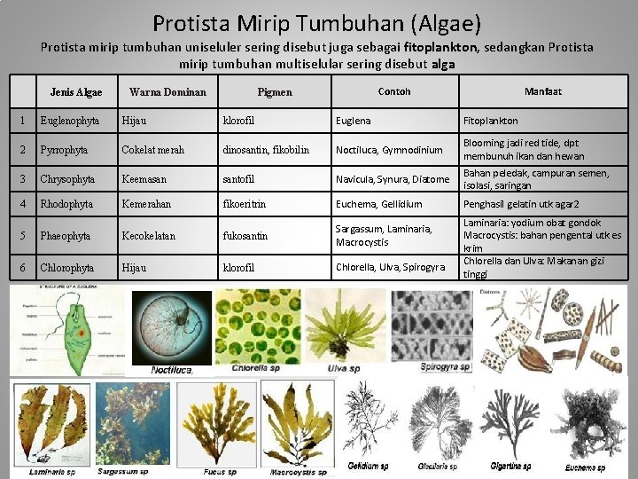 Protista Mirip Tumbuhan (Algae) Protista mirip tumbuhan uniseluler sering disebut juga sebagai fitoplankton, sedangkan