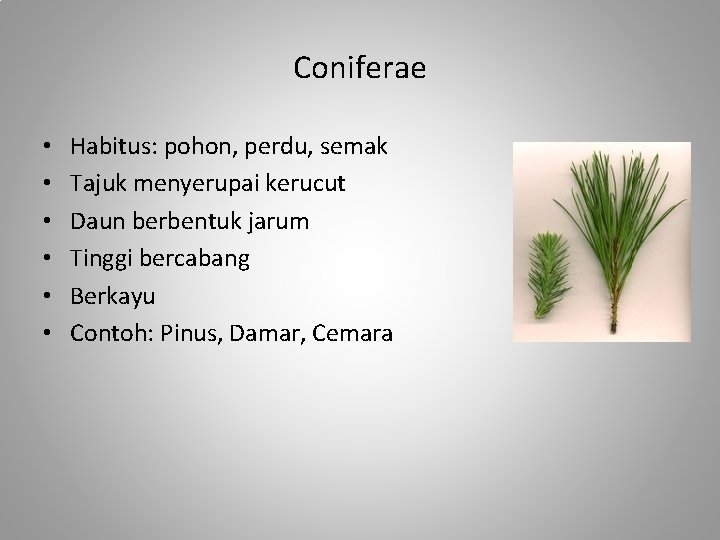 Coniferae • • • Habitus: pohon, perdu, semak Tajuk menyerupai kerucut Daun berbentuk jarum