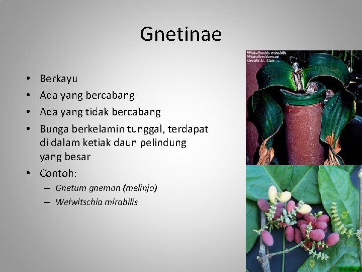 Gnetinae Berkayu Ada yang bercabang Ada yang tidak bercabang Bunga berkelamin tunggal, terdapat di