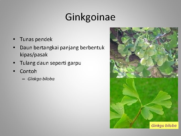 Ginkgoinae • Tunas pendek • Daun bertangkai panjang berbentuk kipas/pasak • Tulang daun seperti