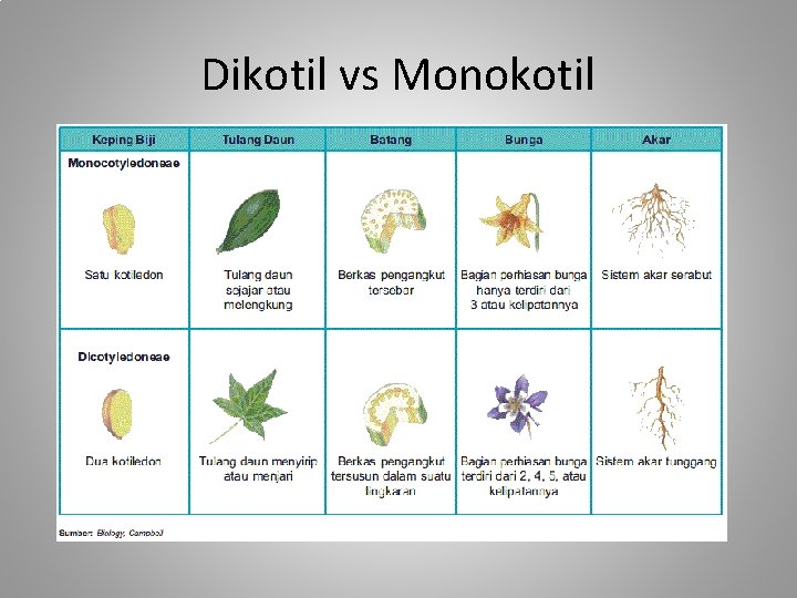 Dikotil vs Monokotil 