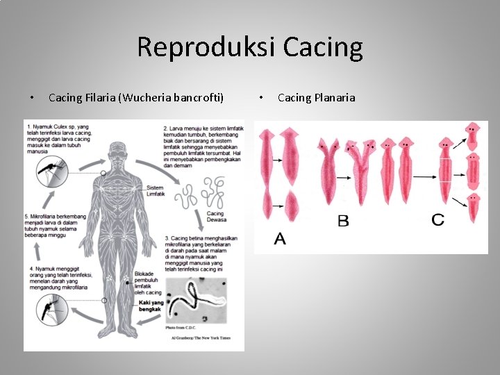 Reproduksi Cacing • Cacing Filaria (Wucheria bancrofti) • Cacing Planaria 