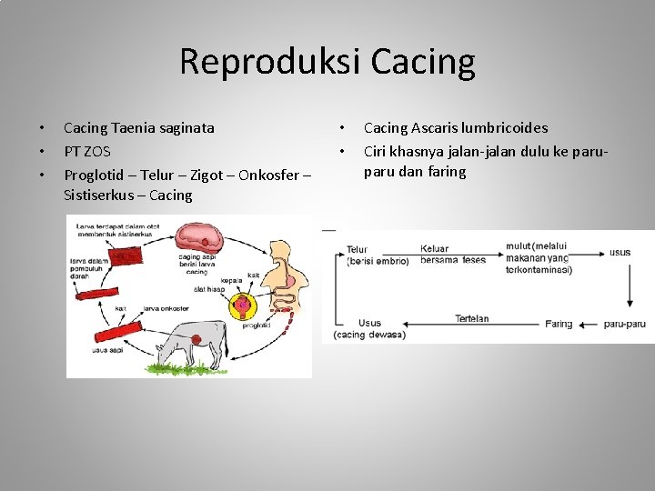 Reproduksi Cacing • • • Cacing Taenia saginata PT ZOS Proglotid – Telur –