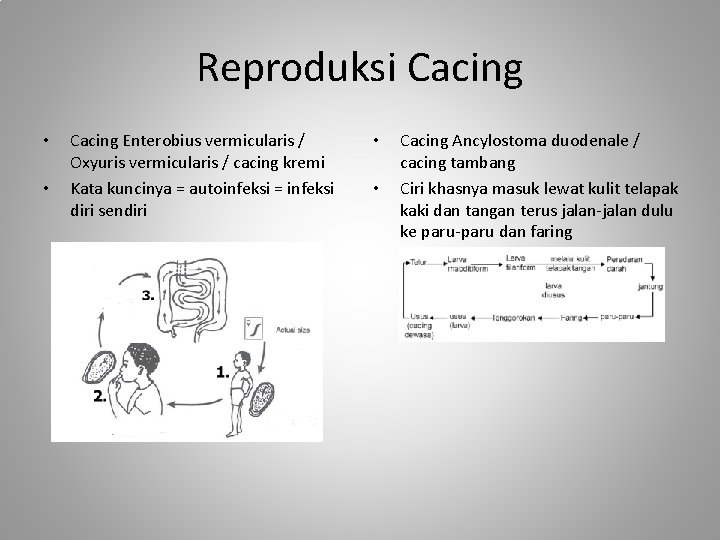 Reproduksi Cacing • • Cacing Enterobius vermicularis / Oxyuris vermicularis / cacing kremi Kata