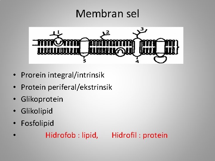 Membran sel • • • Prorein integral/intrinsik Protein periferal/ekstrinsik Glikoprotein Glikolipid Fosfolipid Hidrofob :