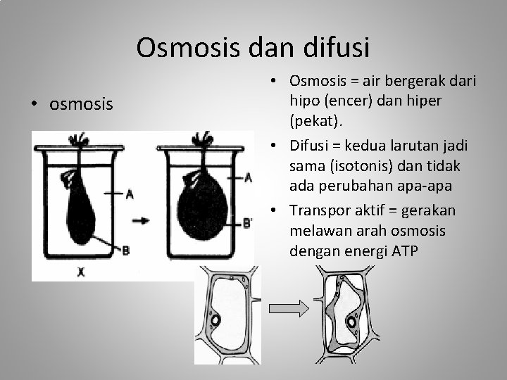 Osmosis dan difusi • osmosis • Osmosis = air bergerak dari hipo (encer) dan