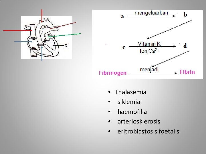  • • • thalasemia siklemia haemofilia arteriosklerosis eritroblastosis foetalis 