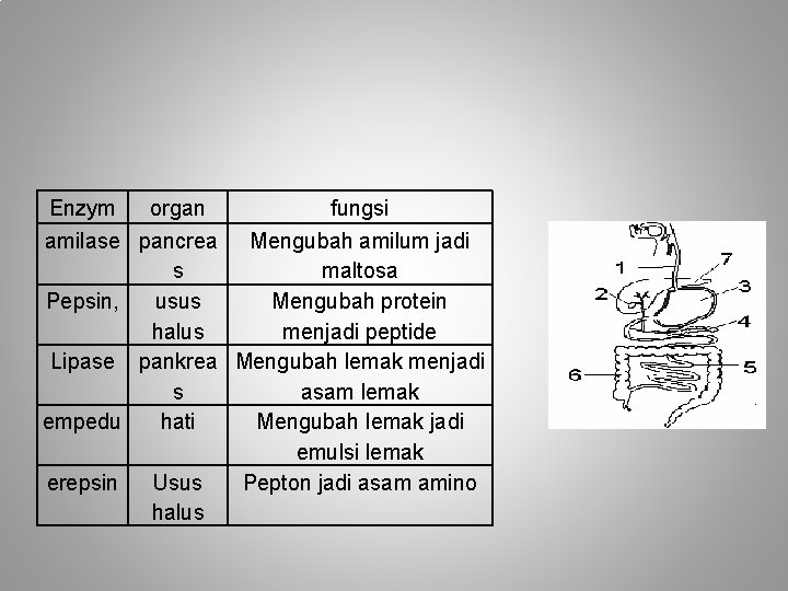 Enzym organ fungsi amilase pancrea Mengubah amilum jadi s maltosa Pepsin, usus Mengubah protein