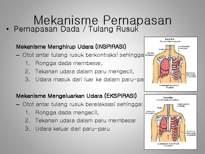 Mekanisme Pernapasan • Pernapasan Dada / Tulang Rusuk Mekanisme Menghirup Udara (INSPIRASI) – Otot