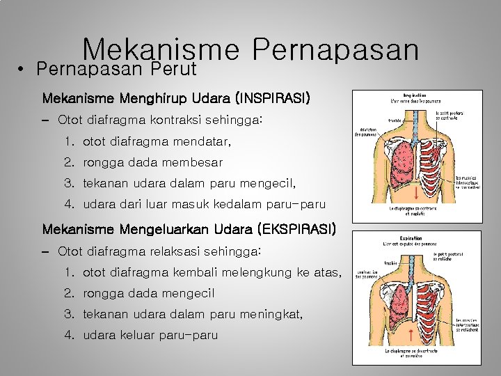 Mekanisme Pernapasan • Pernapasan Perut Mekanisme Menghirup Udara (INSPIRASI) – Otot diafragma kontraksi sehingga: