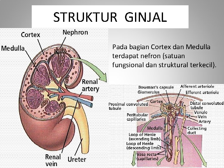 STRUKTUR GINJAL Pada bagian Cortex dan Medulla terdapat nefron (satuan fungsional dan struktural terkecil).