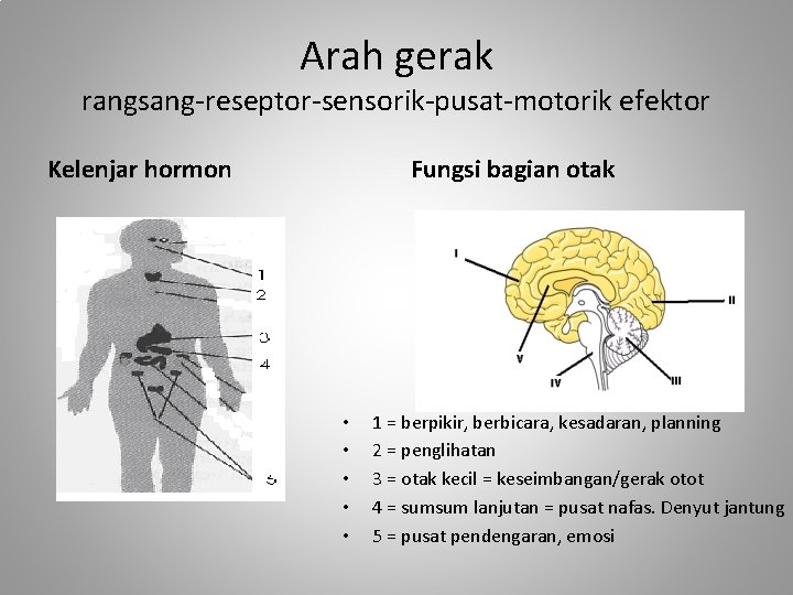 Arah gerak rangsang-reseptor-sensorik-pusat-motorik efektor Kelenjar hormon Fungsi bagian otak • • • 1 =