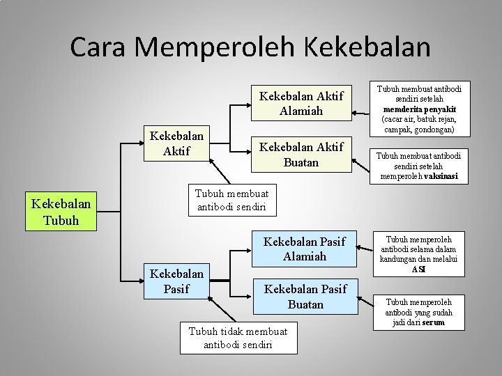 Cara Memperoleh Kekebalan Aktif Alamiah Kekebalan Aktif Kekebalan Tubuh Kekebalan Aktif Buatan Tubuh membuat