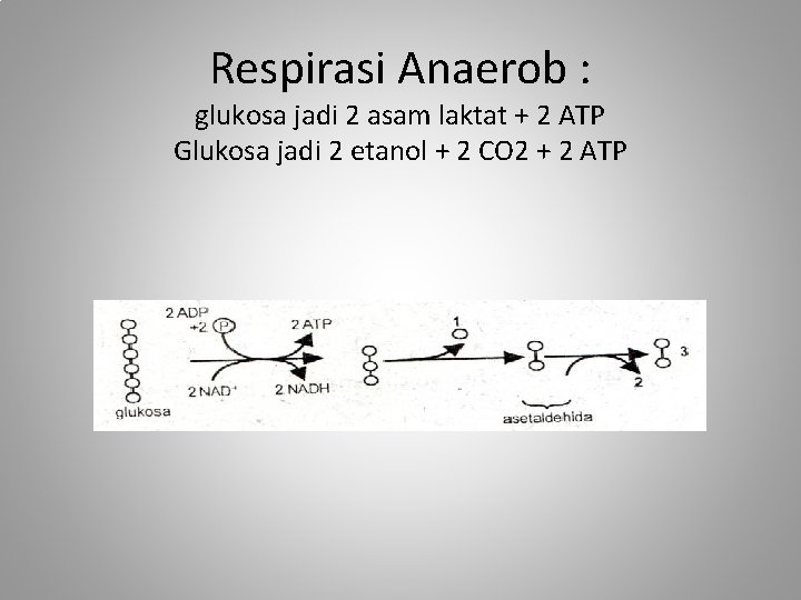 Respirasi Anaerob : glukosa jadi 2 asam laktat + 2 ATP Glukosa jadi 2