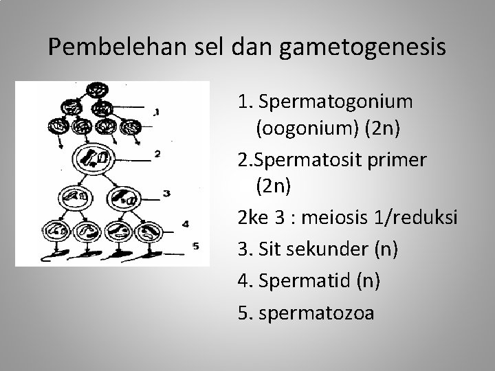 Pembelehan sel dan gametogenesis 1. Spermatogonium (oogonium) (2 n) 2. Spermatosit primer (2 n)