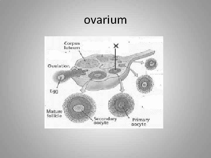 ovarium 