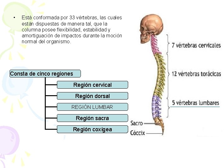  • Está conformada por 33 vértebras, las cuales están dispuestas de manera tal,
