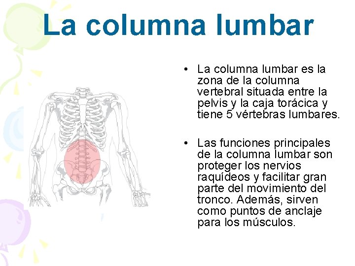 La columna lumbar • La columna lumbar es la zona de la columna vertebral