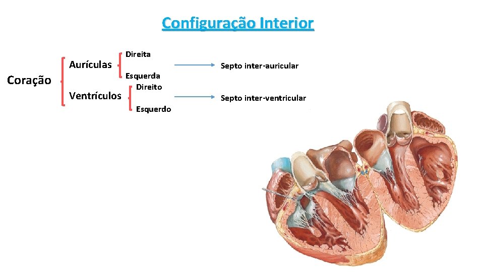 Configuração Interior Aurículas Coração Ventrículos Direita Esquerda Direito Esquerdo Septo inter-auricular Septo inter-ventricular 