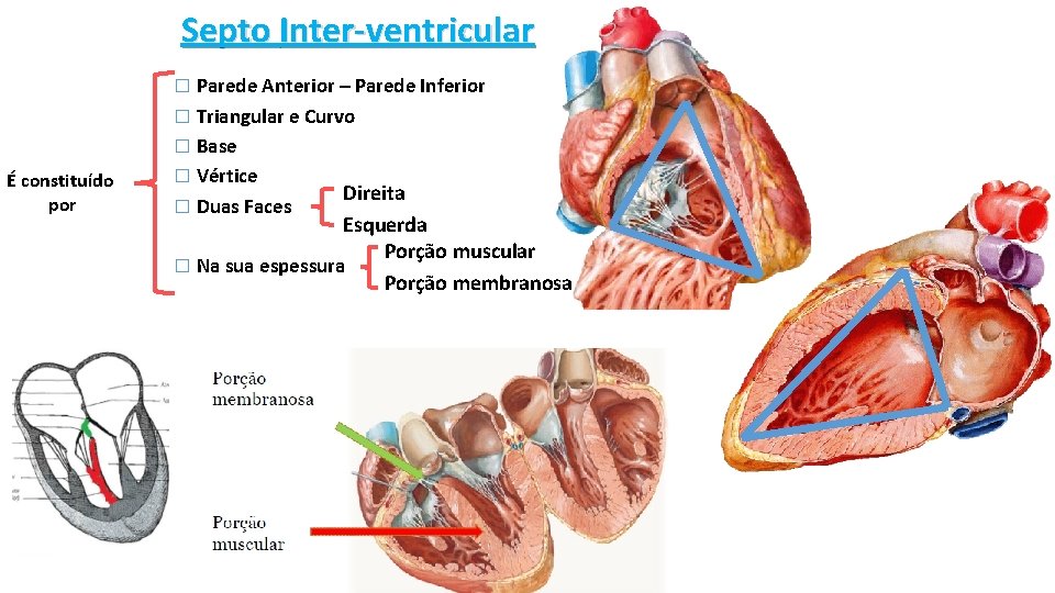 Septo Inter-ventricular � Parede Anterior – Parede Inferior � Triangular e Curvo � Base