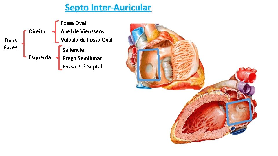 Septo Inter-Auricular Direita Duas Faces Esquerda Fossa Oval Anel de Vieussens Válvula da Fossa