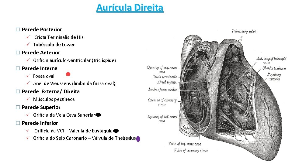 Aurícula Direita � Parede Posterior Crista Terminalis de His ü Tubérculo de Lower ü