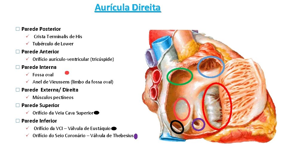 Aurícula Direita � Parede Posterior Crista Terminalis de His ü Tubérculo de Lower ü