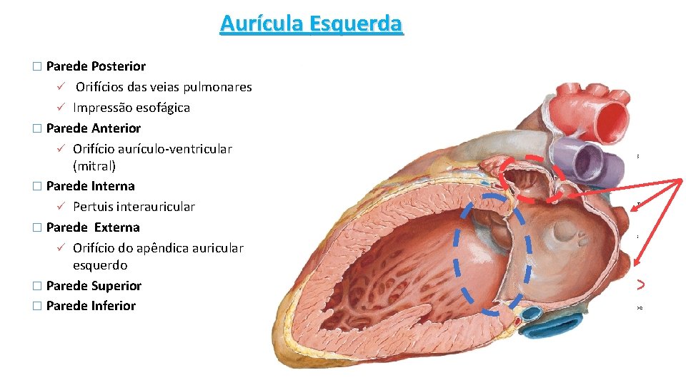 Aurícula Esquerda � Parede Posterior ü Orifícios das veias pulmonares ü Impressão esofágica �